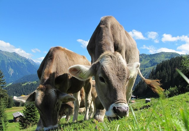 Echt Alternativ: Energie aus Kuhmist