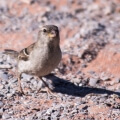 Wüstenvogel