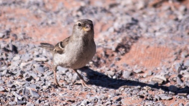 Großes Vogelsterben in Solaranlage „Ivanpah“