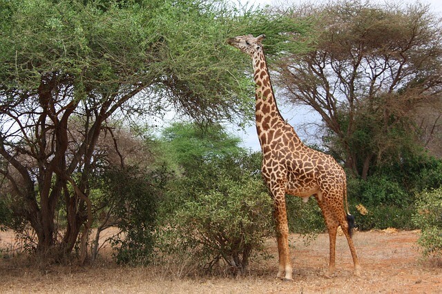 Kenia: Geothermie ist auf dem Vormarsch